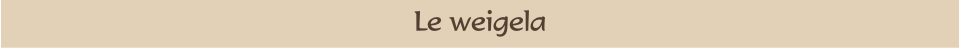 Le weigela