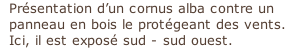 Présentation d’un cornus alba contre un panneau en bois le protégeant des vents. Ici, il est exposé sud - sud ouest.