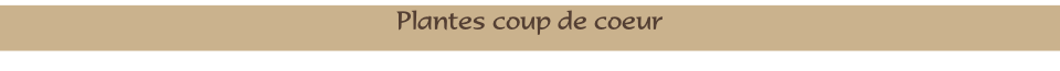Plantes coup de coeur