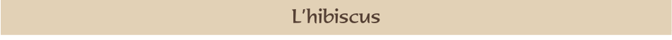L’hibiscus