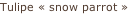 Tulipe « snow parrot »