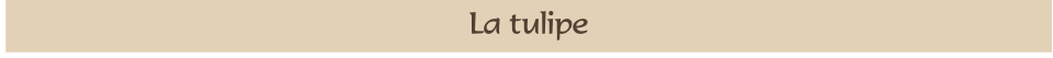La tulipe