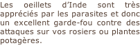 Les oeillets d’Inde sont très appréciés par les parasites et donc un excellent garde-fou contre des attaques sur vos rosiers ou plantes potagères.