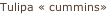 Tulipa « cummins»