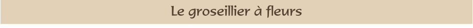 Le groseillier à fleurs